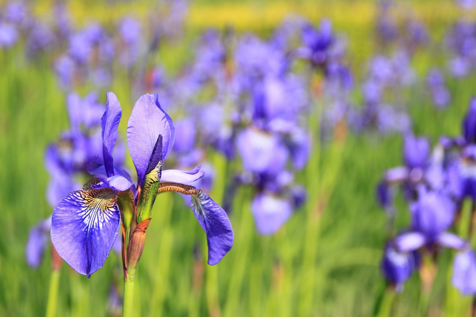 Flowers in sunny field