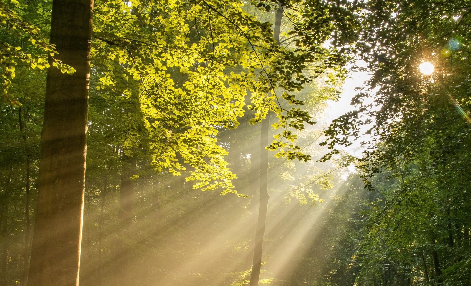 Sun rays through trees. Photograph by Michael Held.