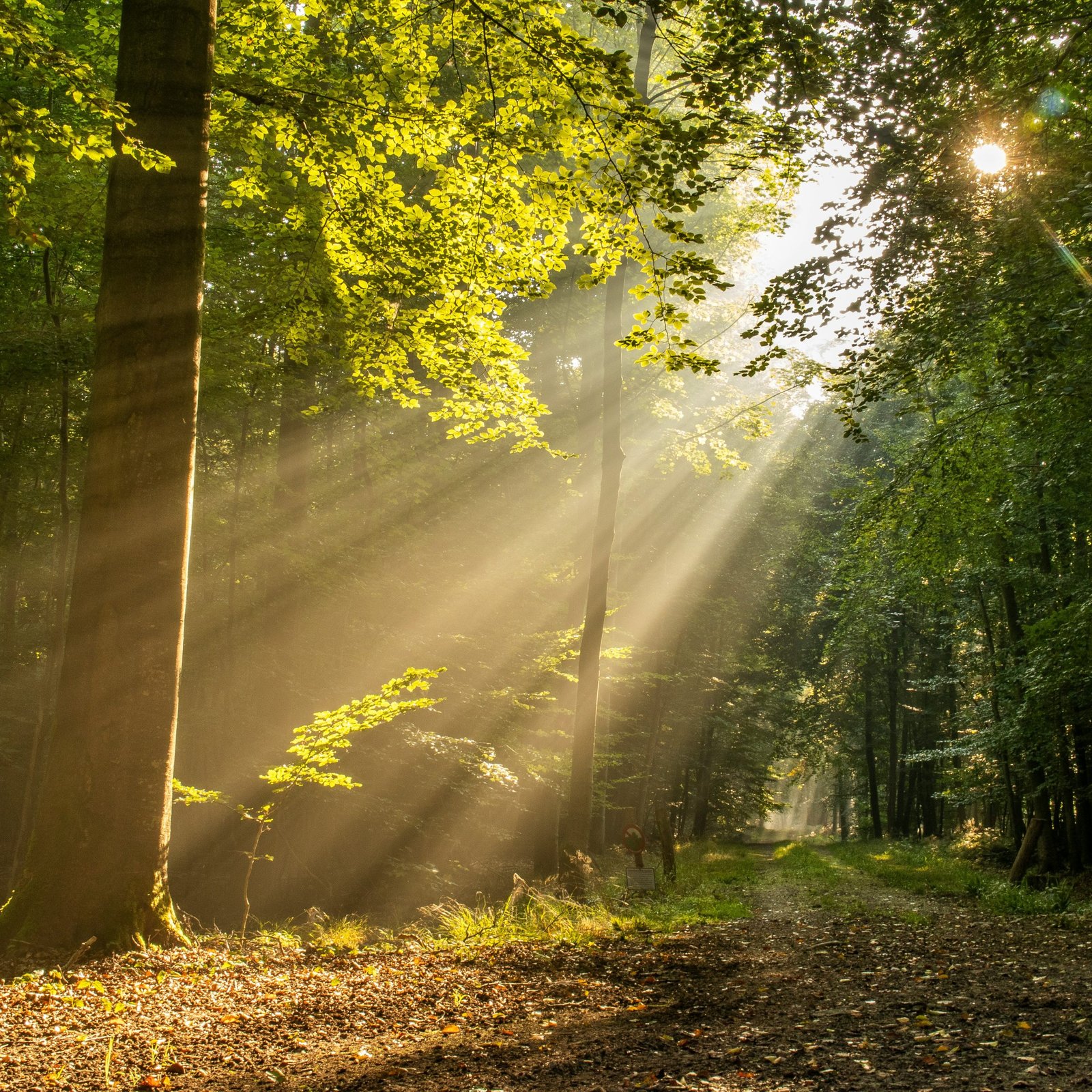 Sun rays through trees. Photograph by Michael Held.