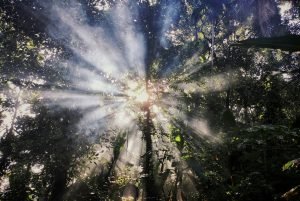 Sun shining through trees by Omkar Jadhav